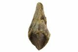 Rooted Triceratops Tooth - North Dakota #128503-3